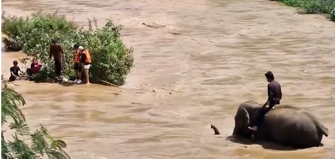 Gajah Thailand Selamatkan Empat Turis dari Banjir Besar